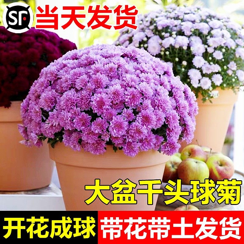 速发带花四菊花盆栽珠玉之卵千头菊乒乓球菊苞季开花室内花卉植物