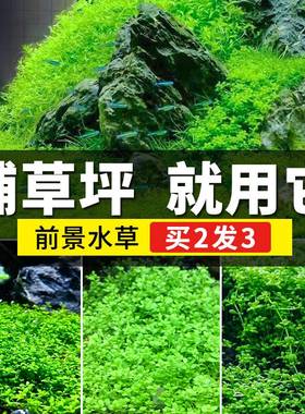 速发珍迷前景真水草植物缸你矮爬地矮鱼珠牛毛水族装饰造景Y524