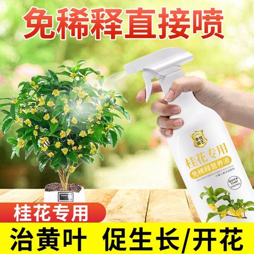 速发黄花料专用营养液促花爆花肥四季桂花树肥树专用肥桂叶干尖枯