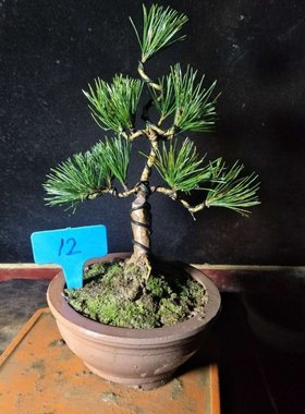 Five-pin pine bonsai stump pneumatic styling black pineU bo