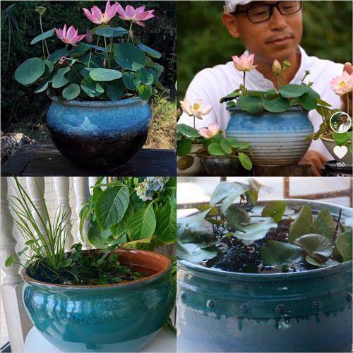 多款碗莲容器睡莲大号水培花盆莲花水生植物陶瓷荷花鱼缸无孔盆