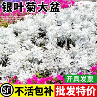 银叶菊盆栽苗蜡菊雪月花草小区路边绿化花香草植物四季常绿小灌木