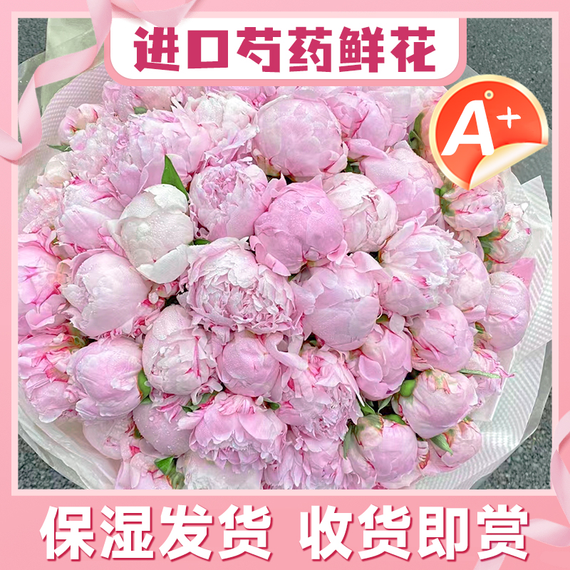 进口莎拉芍药鲜花鲜切花束重瓣沙拉牡丹客厅室内花卉植物落日珊瑚