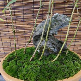 内门竹内门竹盆栽台湾小苗花盆专用土红观音竹云文米竹子苗造素材