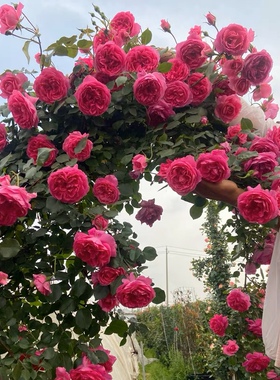 花香门第 欧月 粉龙沙 大游行薰衣草花K环爬藤月季 中苗颜色对版