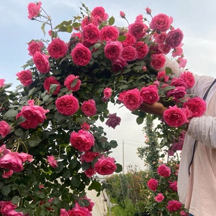 花香门第 欧月 粉龙沙 大游行薰衣草花K环爬藤月季 中苗颜色对版