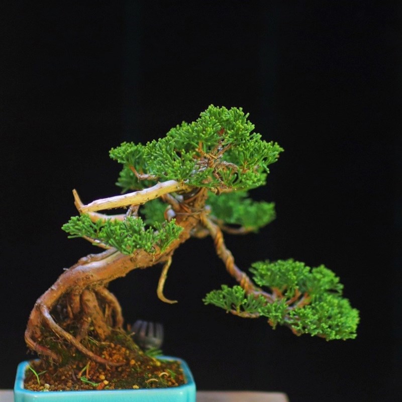 济州精品微型小品盆景松柏系鱼川真柏柏树H绿植植物盆栽110/164