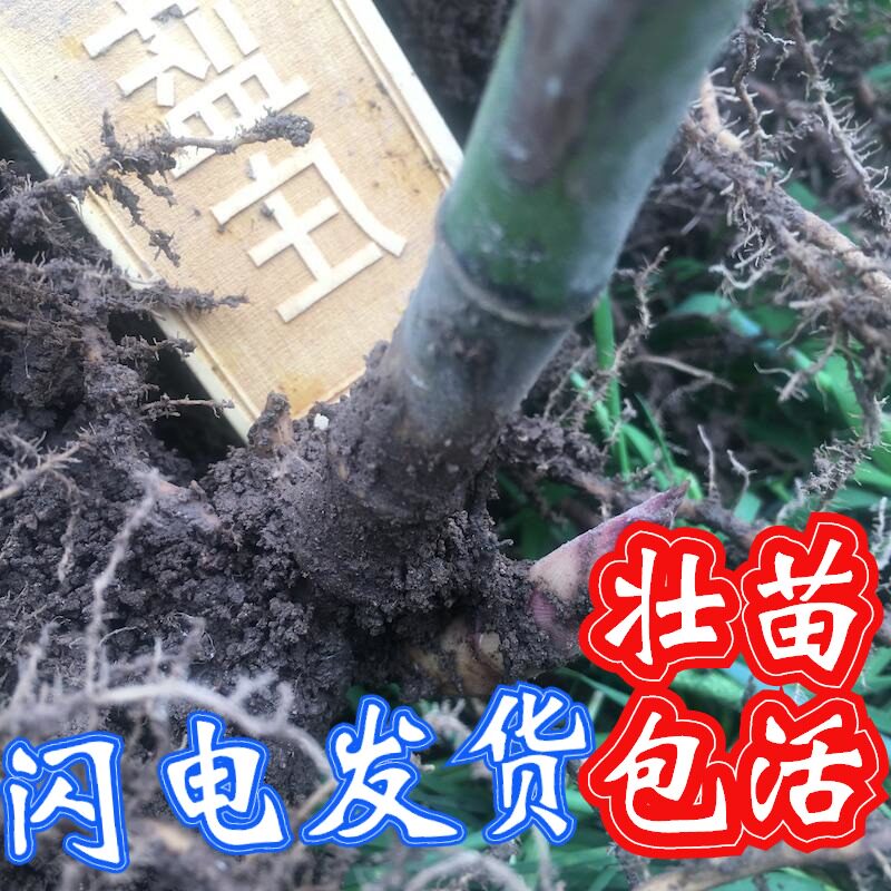 雷竹苗种植食用冬笋斑竹早园竹石竹刚G竹桂竹毛竹大型楠竹苗子带