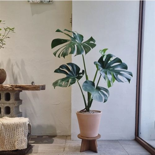 苏太植物 老桩龟背竹盆栽室内客厅H大型绿植净化空气大叶植物