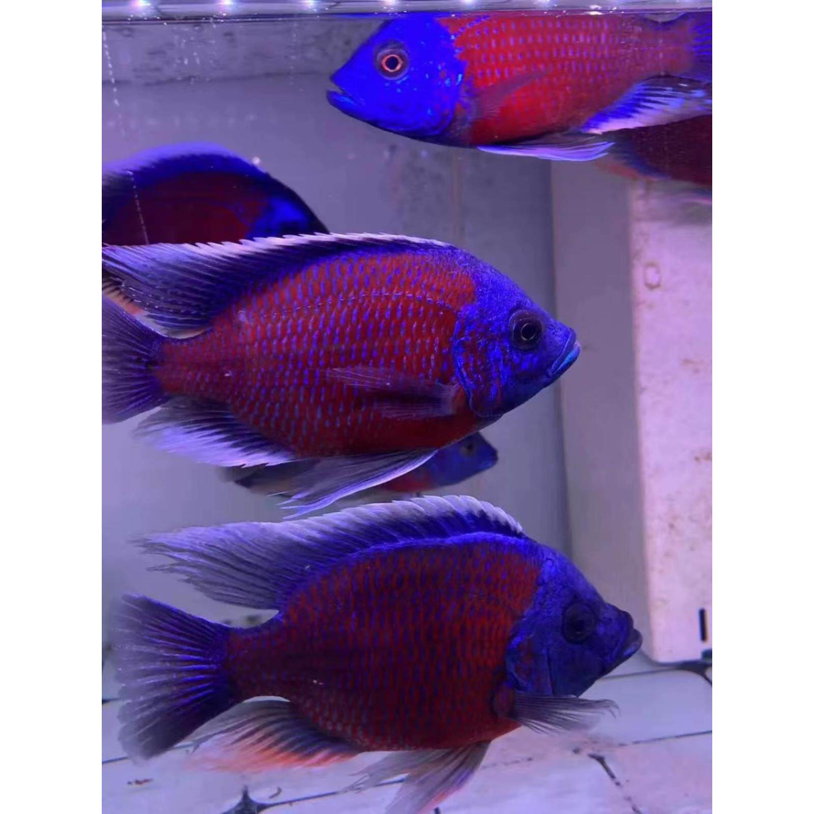 蓝面财神鱼大鱼招观赏鱼淡水鱼三湖慈鲷鱼金红龙配鱼财好型养耐活