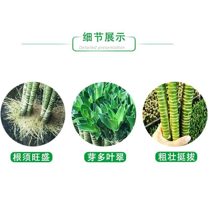 文昌竹4支富贵竹水养节节高带根客厅室内办公桌面水培植物盆栽