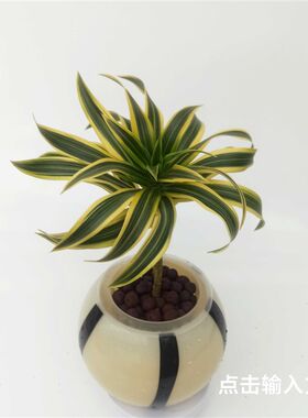 华清花卉 水培金边E白合竹室内绿植盆栽