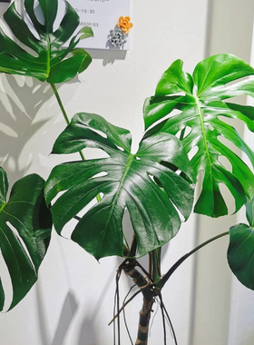 龟背竹大型室内老桩可水培植物盆栽热带好养客厅吸甲Z醛大叶绿植