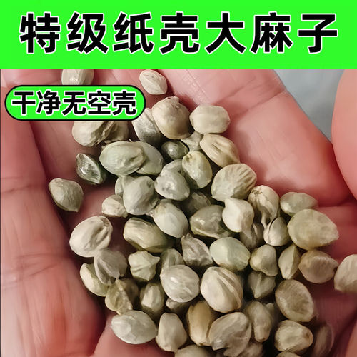纸壳麻子鹦鹉专用粮大颗粒牡丹玄凤麻籽鸟粮鸟食增肥营养火麻仁