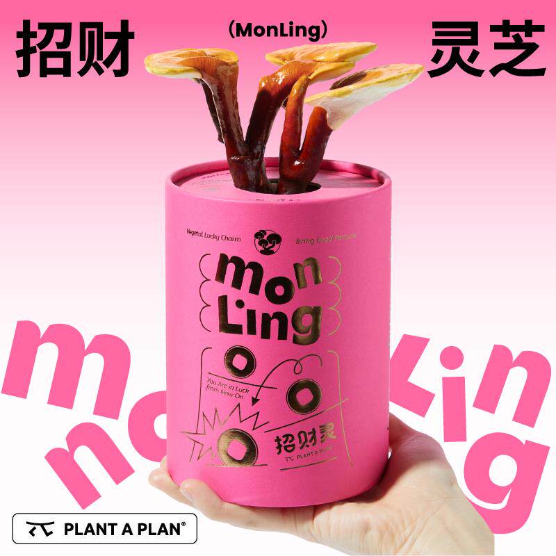 【生日礼物】pap招财灵灵芝盆栽礼盒发财树桌面绿植开业升职加薪