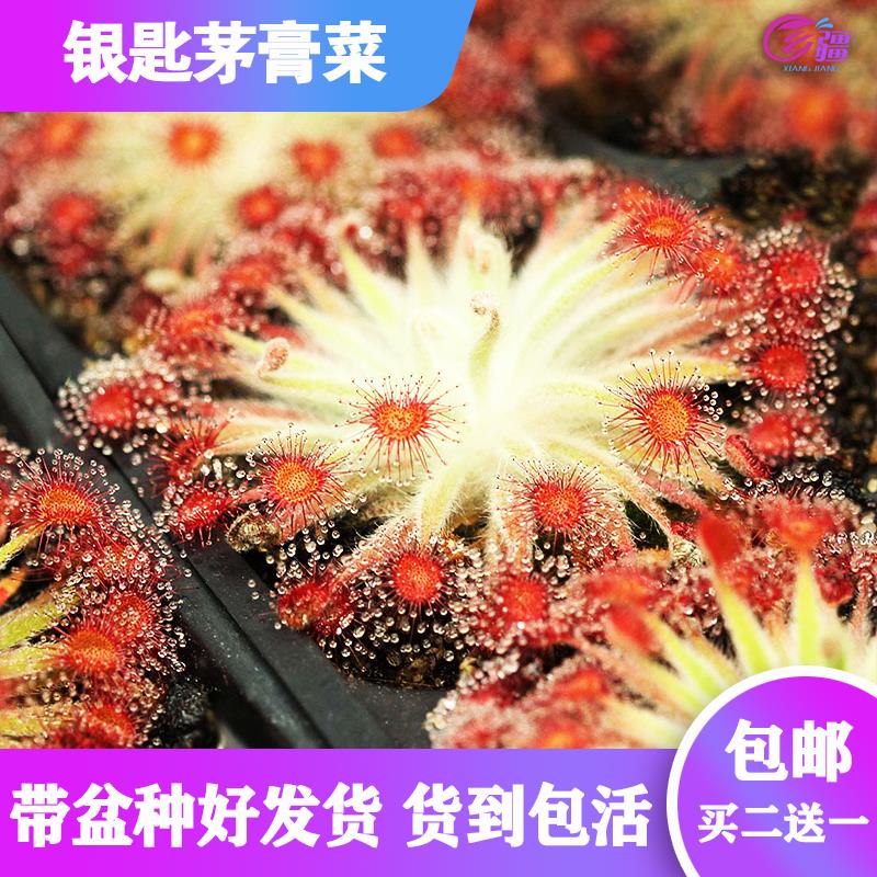 基地直销【银匙茅膏菜】食虫植物捕蝇草驱蚊草多肉趣味绿植盆栽