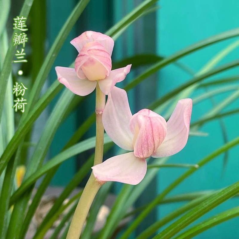 莲瓣兰粉色荷瓣花粉荷兰花苗云南兰花室内绿植盆栽花卉