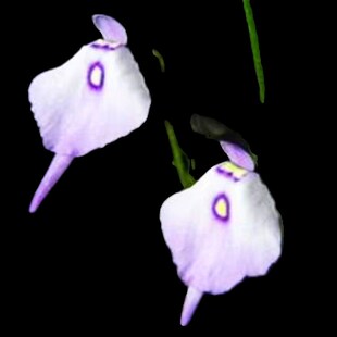 狸藻套餐新手食虫植m物盆栽小白兔狸藻海妖女苔藓雨林缸造景微景