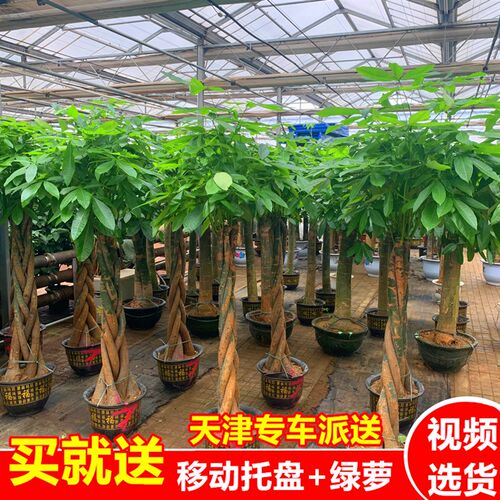 天津发财树盆栽大型开业大颗绿植送公司客K户乔迁客厅室内植物花