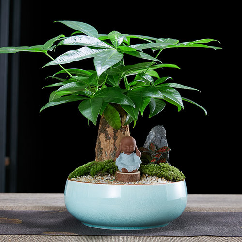 发财树盆栽植物室内四季绿植好养B易活客厅办公室花卉乔迁新居盆