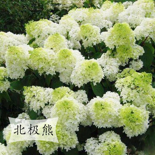 圆锥木绣球北m极熊丛生园艺盆栽地栽绣球