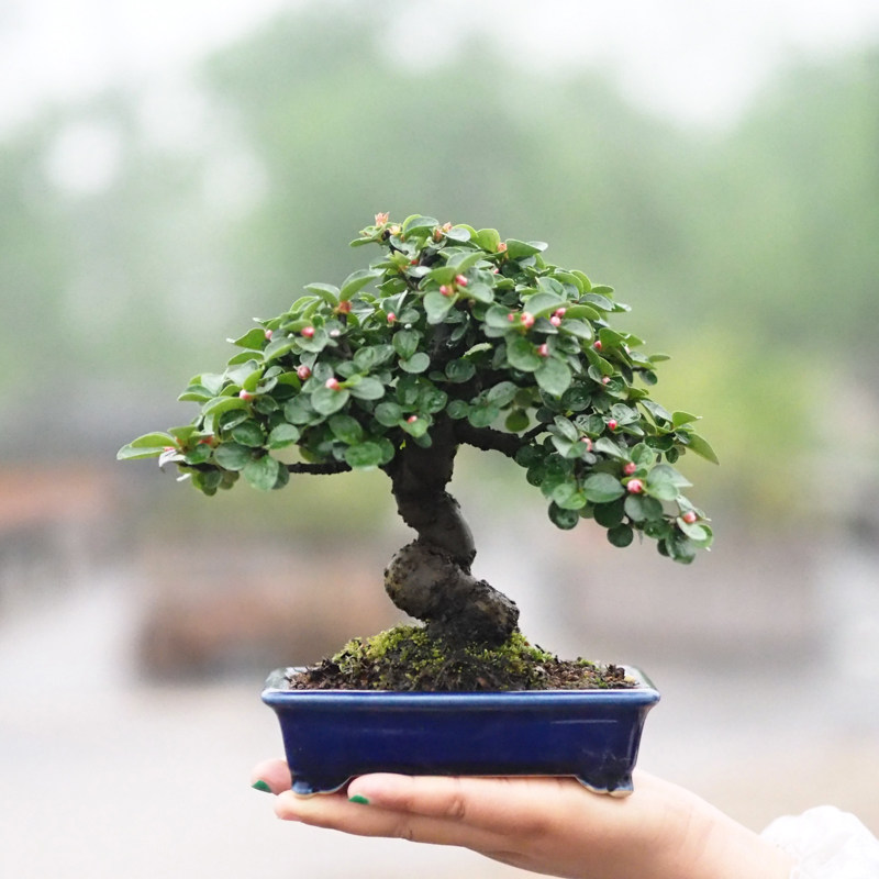 白花荀子苏梨木白紫檀荀子老桩造型盆景矮霸庭Q院阳台茶室绿植盆