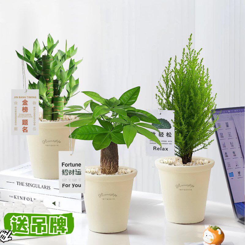 速发办公室桌面绿植贵富竹四盆栽工位招财摆件植物室内懒人好养活