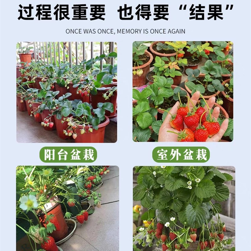 速发奶油草莓苗秧可食用红颜白雪草莓台种植盆栽四季结果南北方好