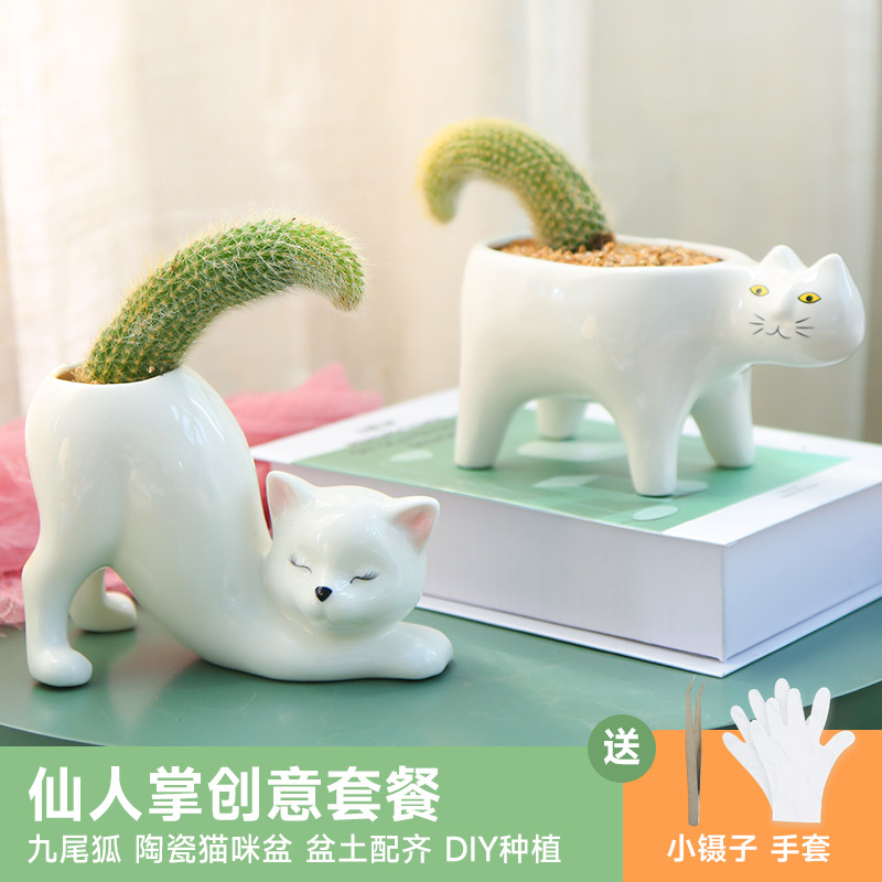 速发M套MuHo九尾狐盆栽猴尾柱仙人球植狸尾巴室内绿狐好养多肉u餐