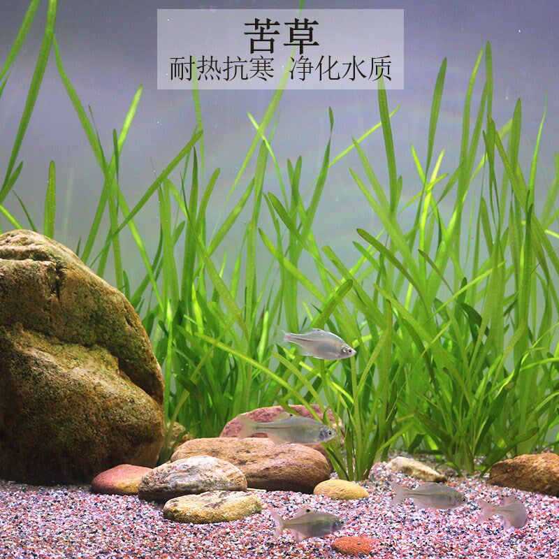 速发苦草水草养担草造须草河道净化小龙虾蟹鱼缸龙景扁殖净化淡水