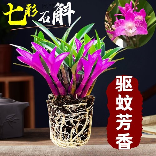 速发七彩季斛兰盆栽带四名贵花石开花卉植物室内好养水培绿植泼墨