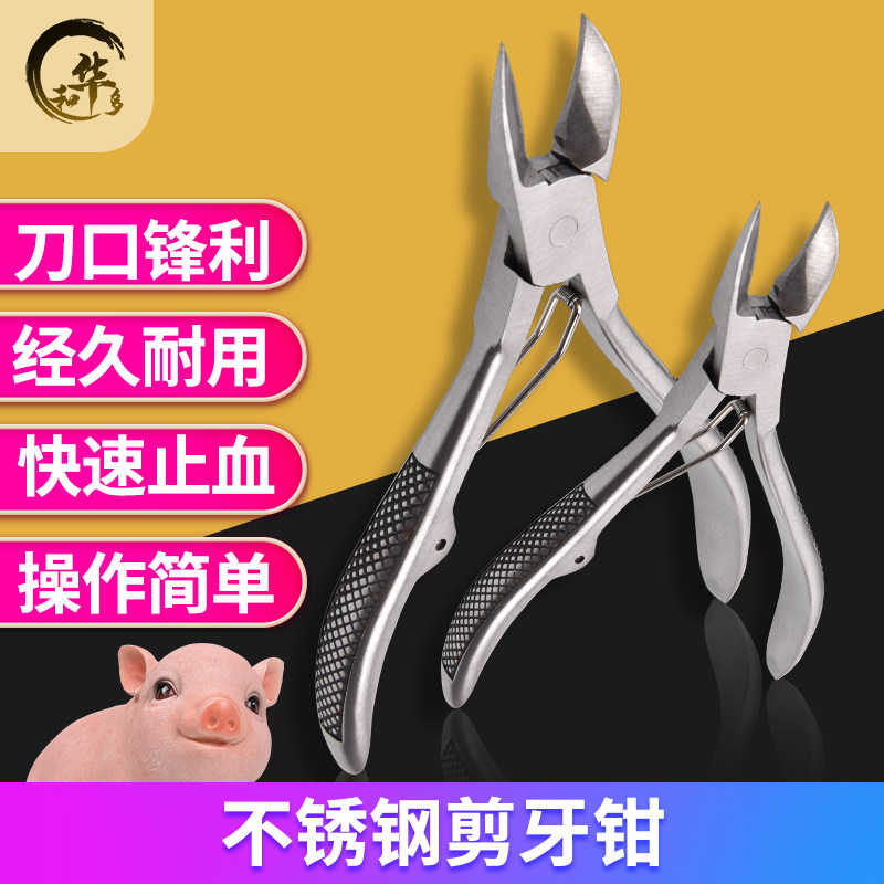 速发剪钳用猪牙 不锈钢中号小猪牙齿钳兽用仔猪剪牙器 养殖设备断