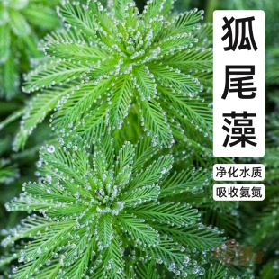 速发狐尾藻水草狐尾草缸道绿化净化水质鱼季鱼塘河塘造景四河水生
