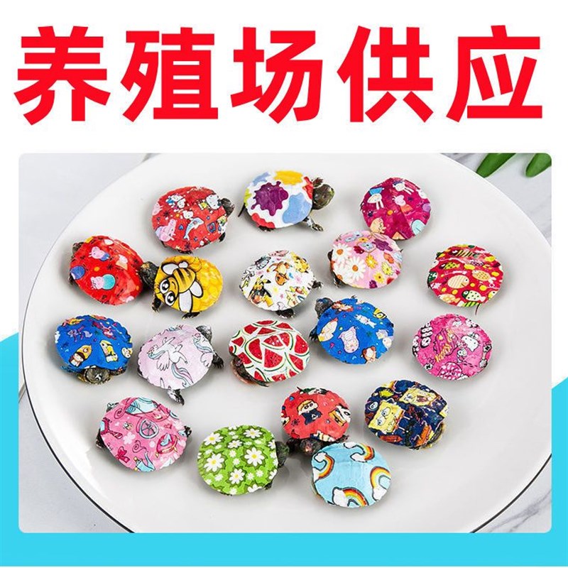 速发龟彩小乌龟炫观小乌七龟彩赏龟彩色活物