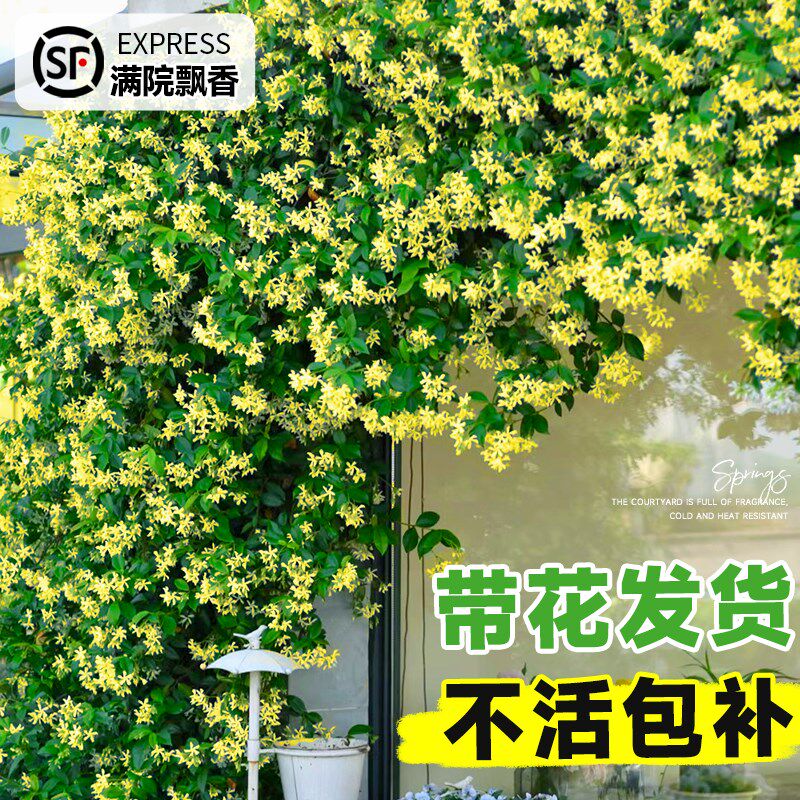 速发黄色风车藤莉爬茉植物大苗盆栽老桩垂丝寒四季开花卉耐粉台庭