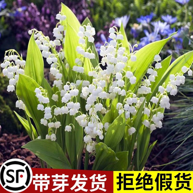 速发铃兰花苗盆栽植物手捧花带芽种球四季开客厅绿公室内卉养花好