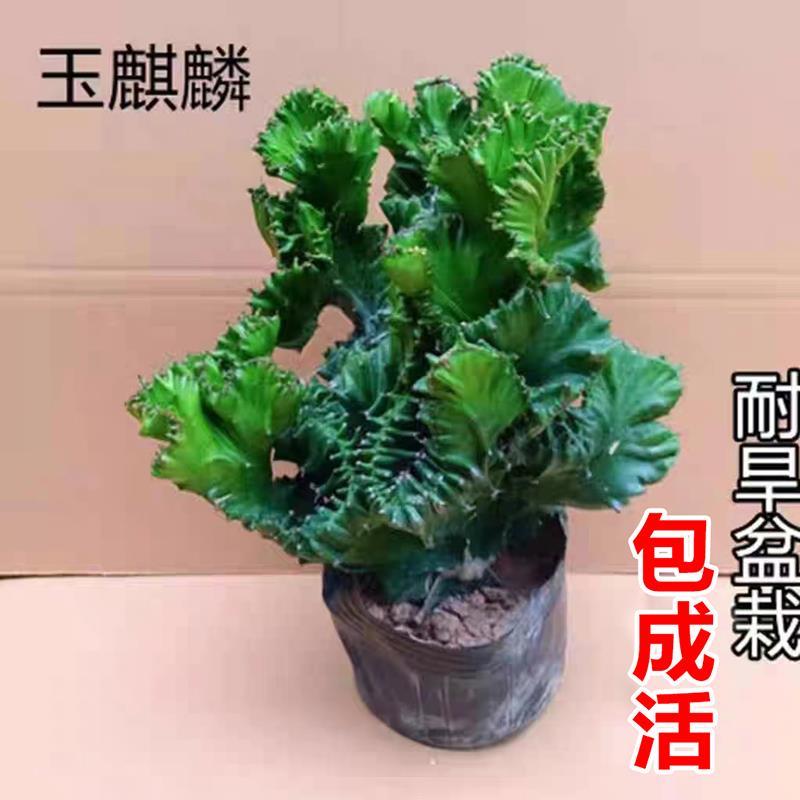 速发玉麒麟盆栽多公室桌面摆件招财树盆景彩麒麟内骨植物室龙台办