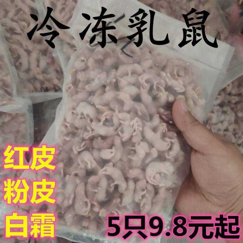 速发冰龟乳亚红皮白霜小白鼠成体鼠成饲料蛇鬃狮蜥蜴守宫冻猫爬虫