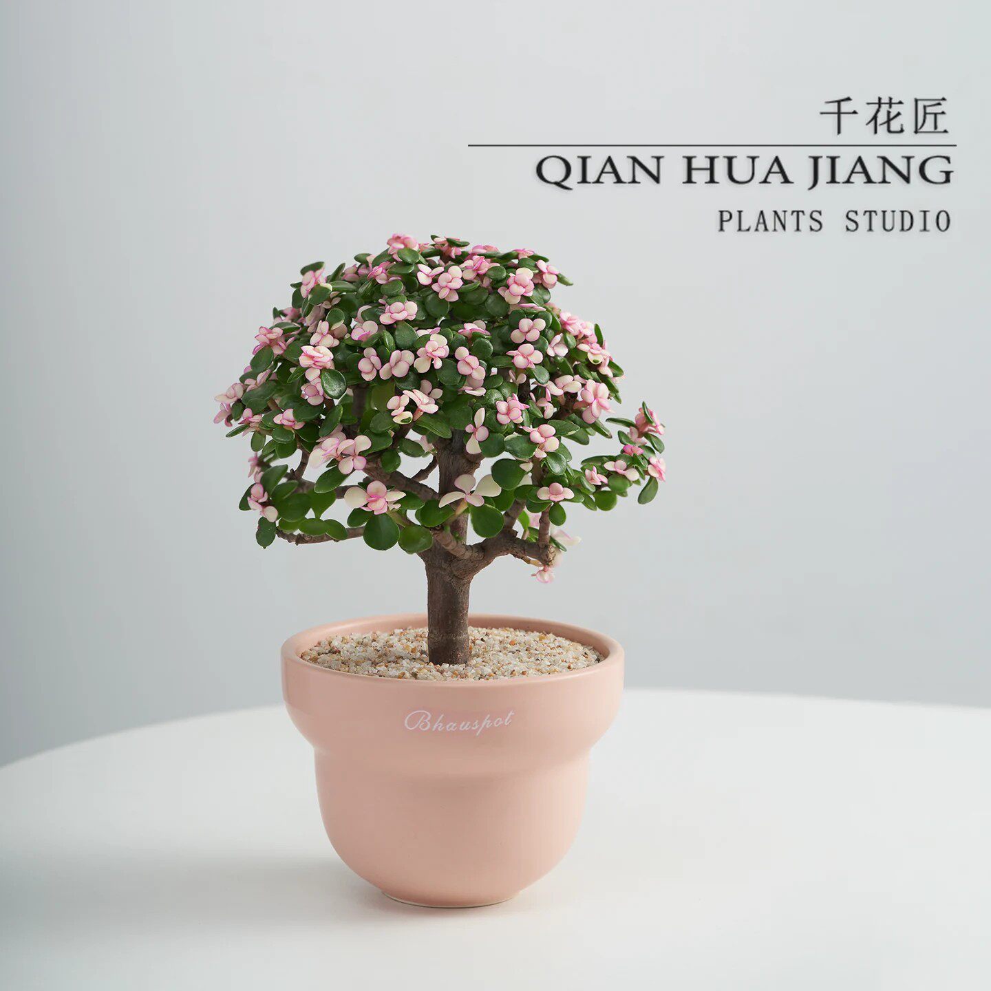 金枝玉叶棒棒糖多肉植物办公室内客厅阳台桌面绿植花卉懒人好养