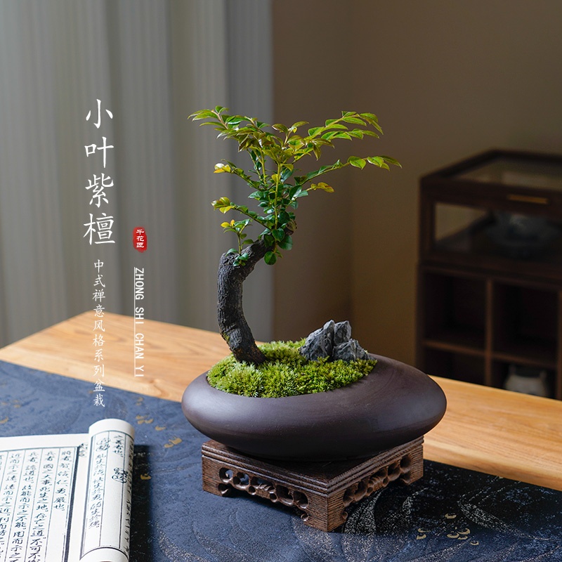 小叶紫檀盆景绿植盆栽室内办公室桌面花卉树苗植物老桩四季好养活