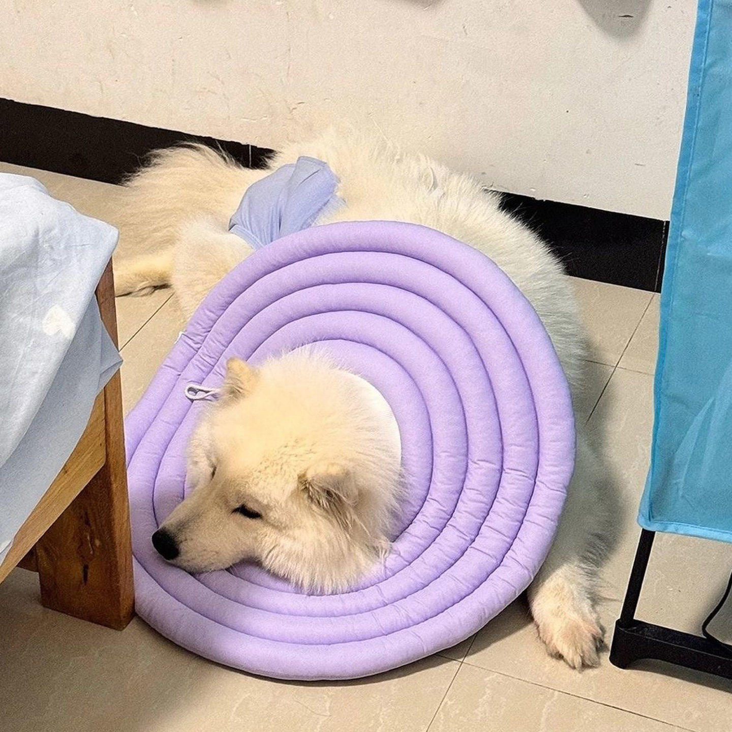 萨摩耶专用大型犬狗狗伊丽莎白圈超大特大防舔咬脖圈头套阿拉斯加