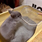 猫砂漏网清理网猫砂盆过滤网格筛子宠物大号筛子家用不锈钢过滤架