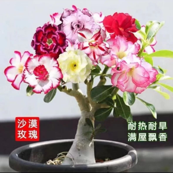 沙漠玫瑰盆栽室内外好养耐旱耐热阳台庭院观赏绿植