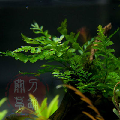 极速黑木蕨 水草 水下叶 水族箱造景阴性草自养 十年老店【关刀草