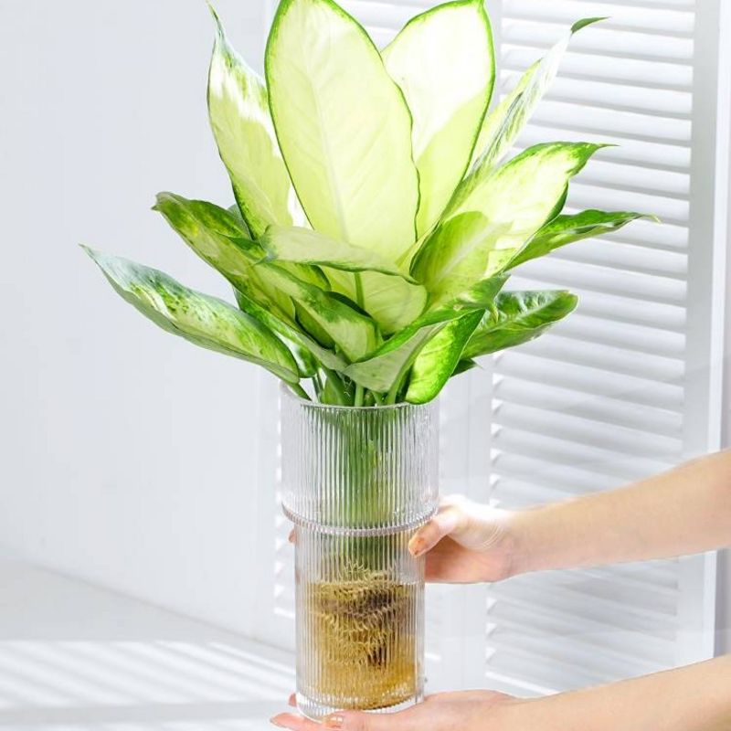 玛丽安水培植物室内好养盆栽万年青银皇后办公室桌面四季常青绿植