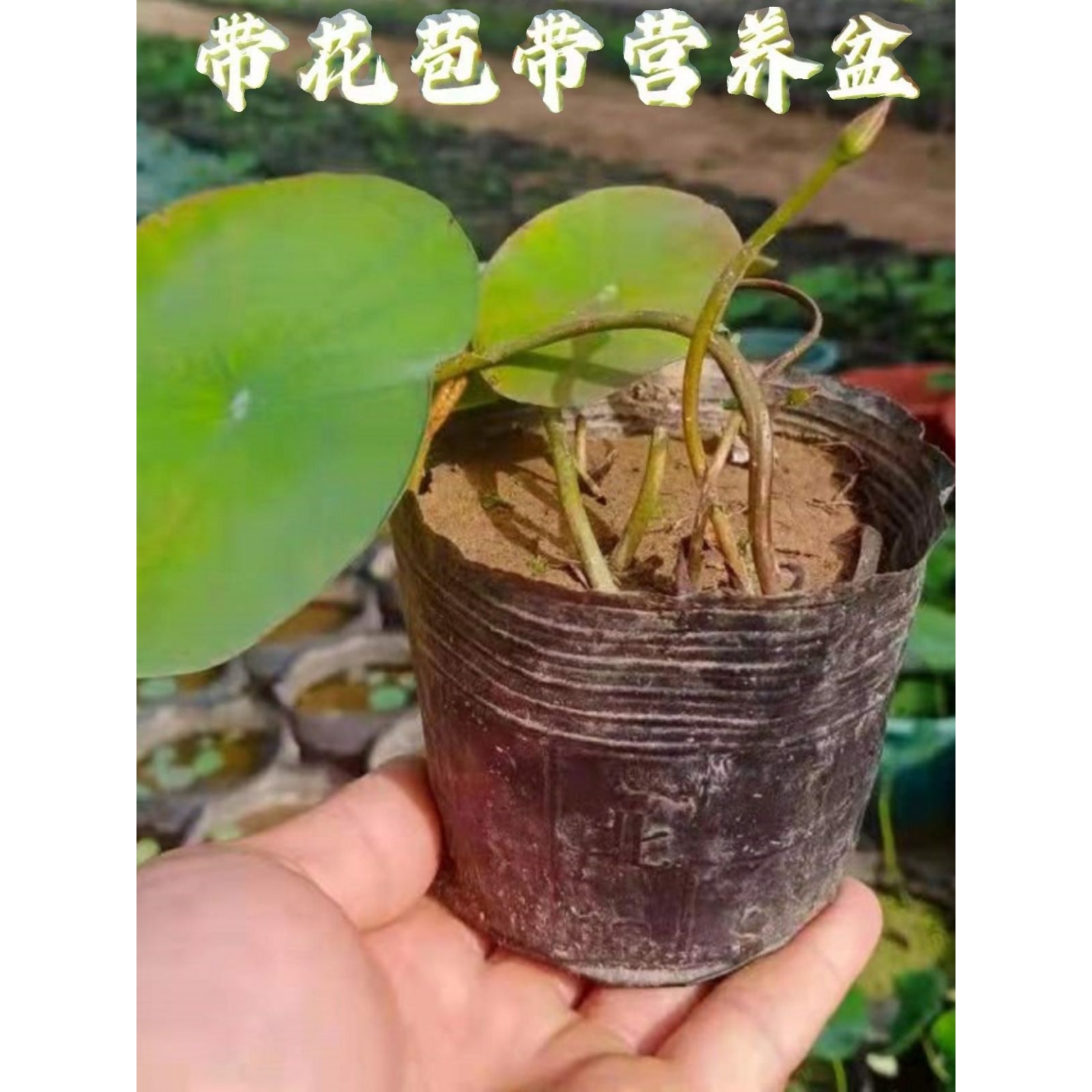 微型碗莲种藕根茎成品苗带花苞迷你小荷花小微莲水培水生观赏植物