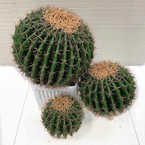 仿真仙人球 仙人掌 多肉热带植物绿植盆栽装饰拍摄道具假花摆件