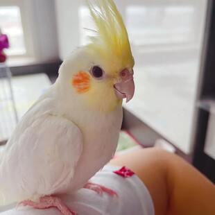 推荐玄凤鹦鹉活体会学说话手养宠物黄化玄K凤一对可繁殖鸟活物鹦