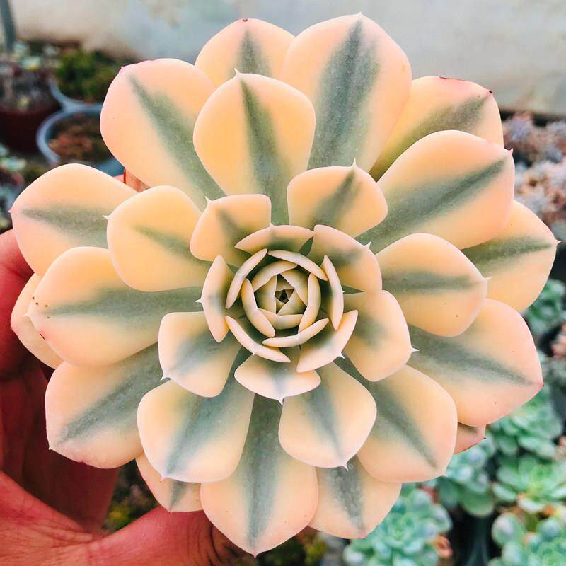 极速多肉植物鲁氏石莲锦巨型大棵室内阳台桌面绿植园艺花卉组合盆