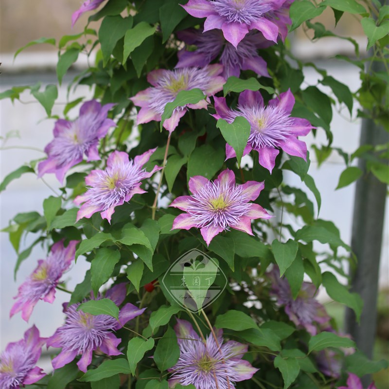 P9盆早花组重瓣 皇帝皇后约瑟芬水晶喷泉红星羞嗒嗒 铁线莲盆栽